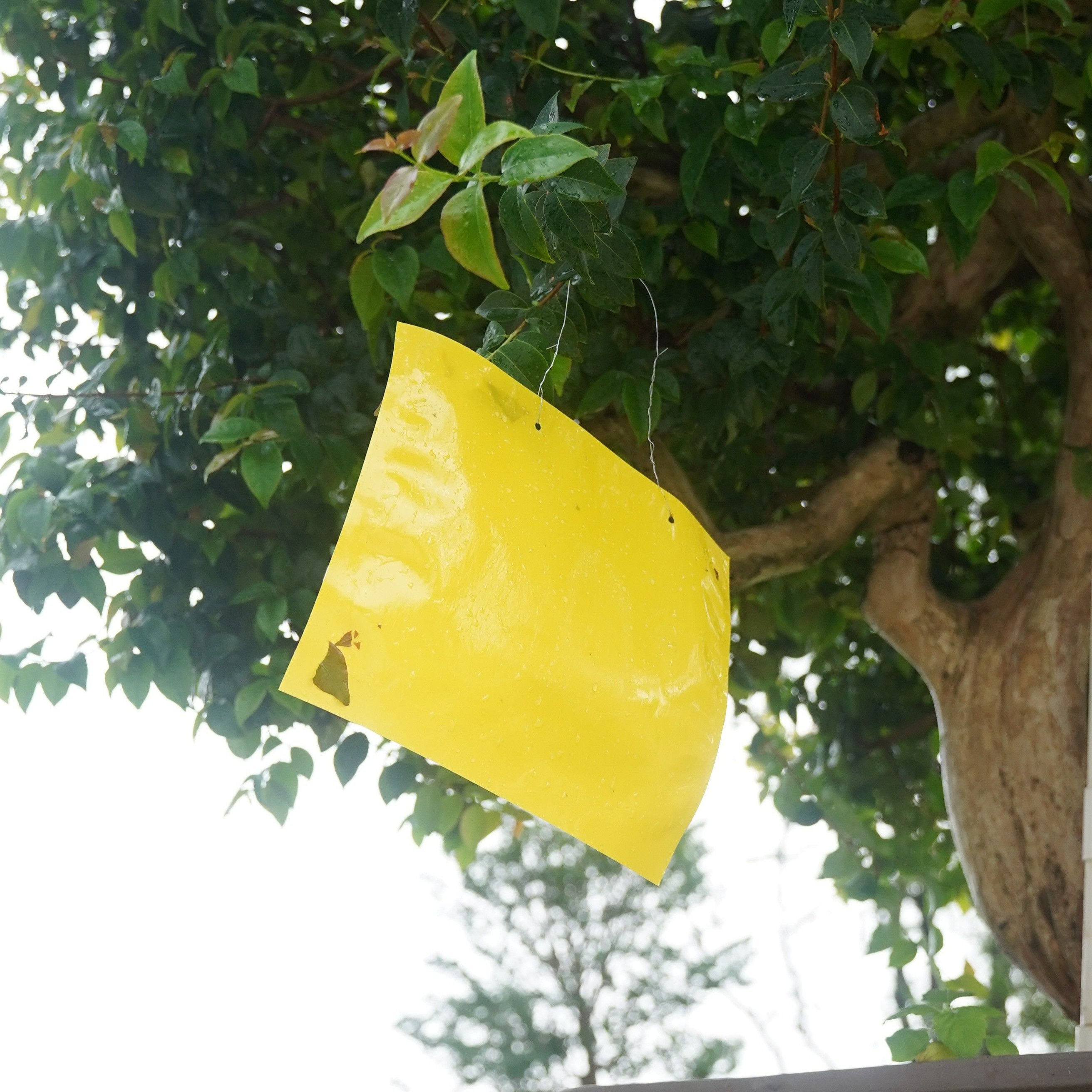 Fruit Fly Trap Yellow Sticky Trap with Twist Tie Plastic Holder