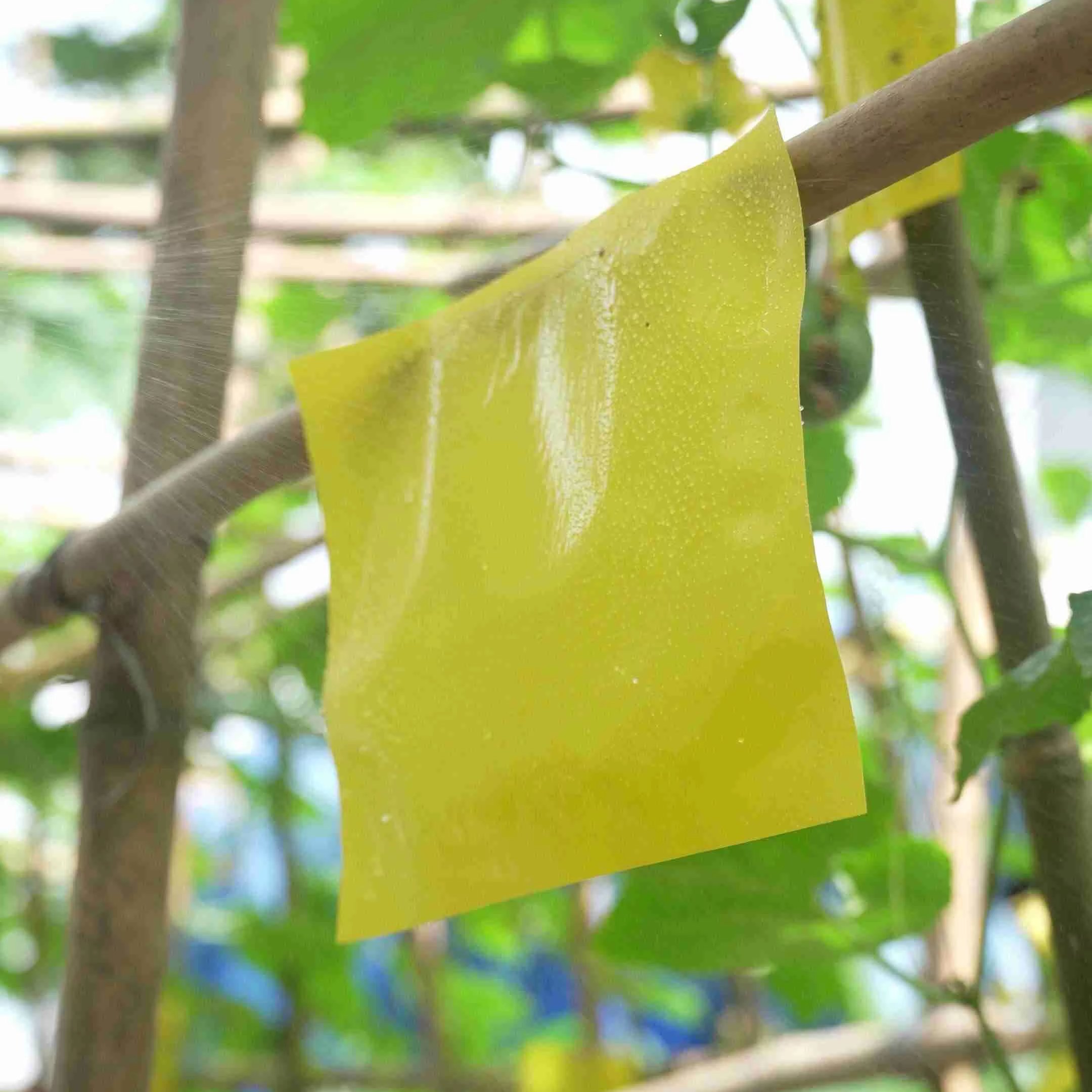 Fruit Fly Trap Yellow Sticky Trap with Twist Tie Plastic Holder