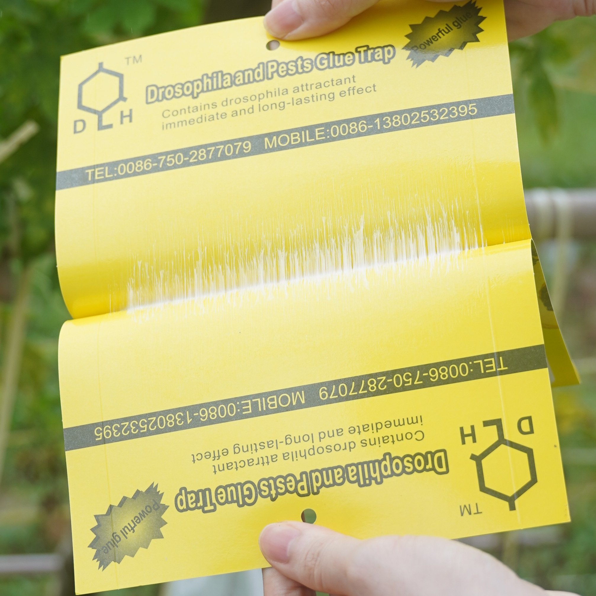 Fruit Fly Trap Yellow Sticky Trap with Holder fly trap