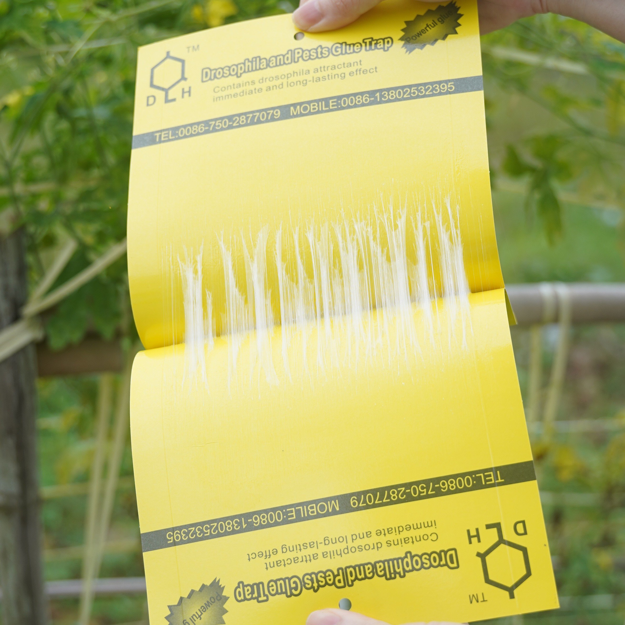 Fruit Fly Trap Yellow Sticky Trap with Holder fly trap