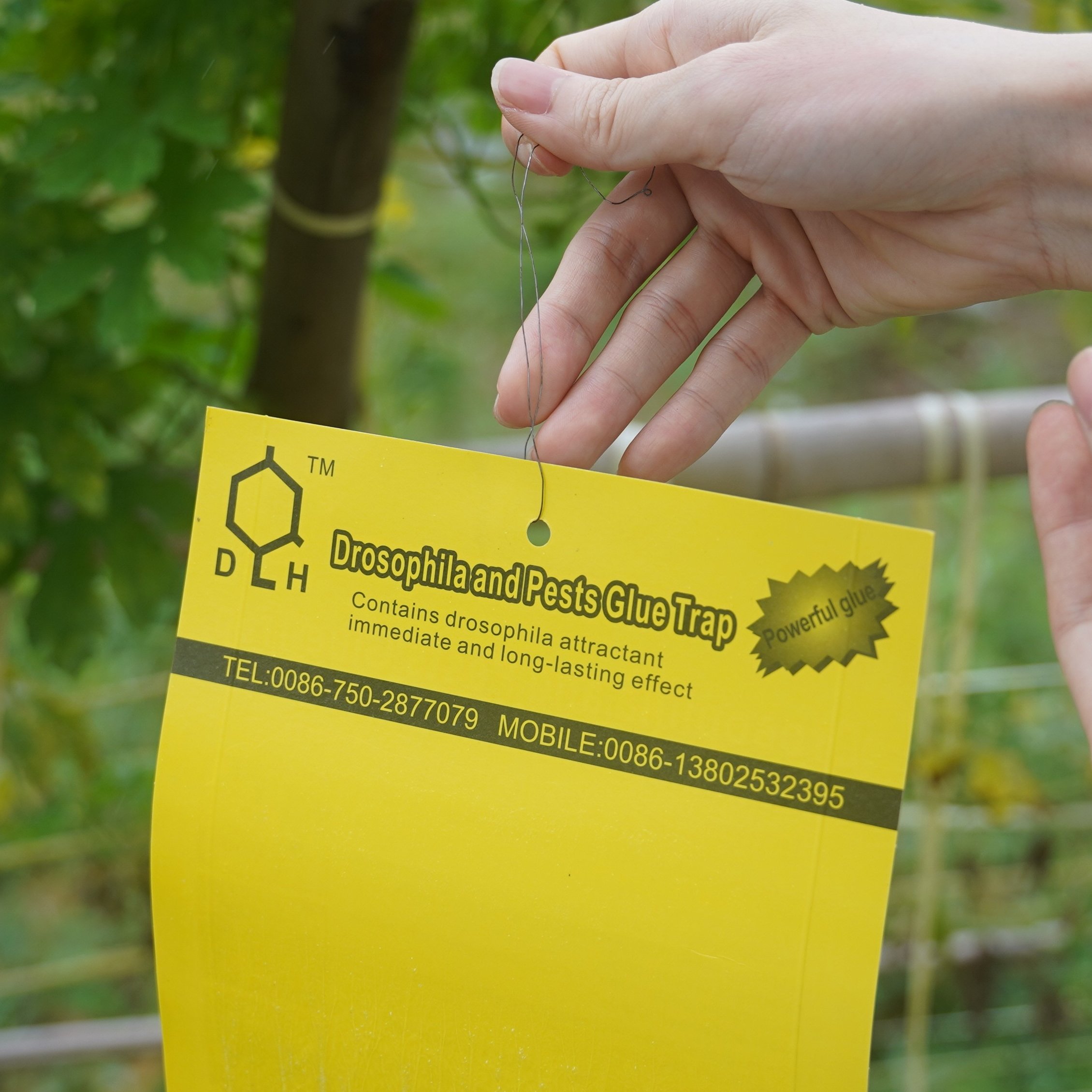 Fruit Fly Trap Yellow Sticky Trap with Holder fly trap