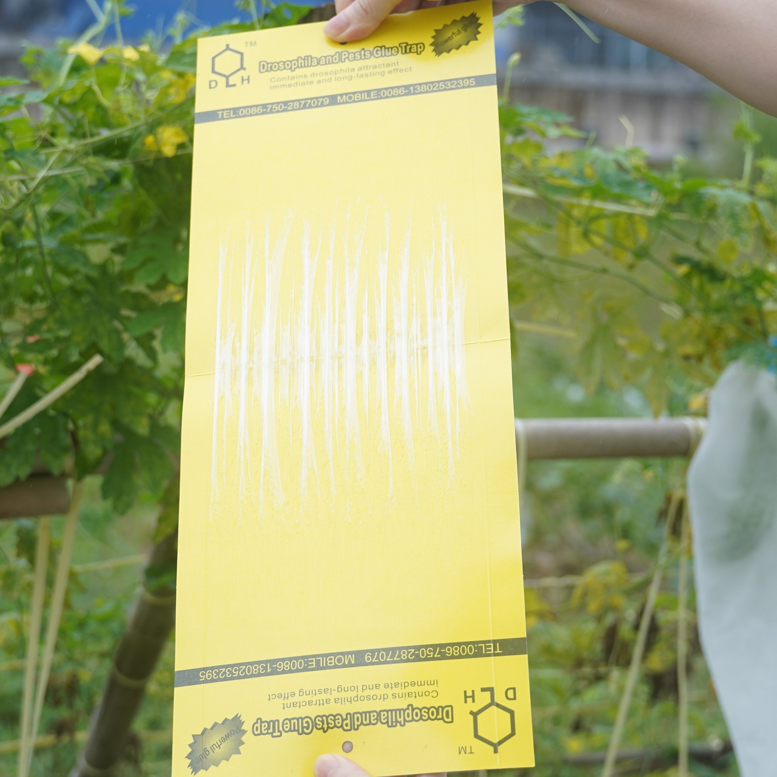 Fruit Fly Trap Yellow Sticky Trap with Holder fly trap
