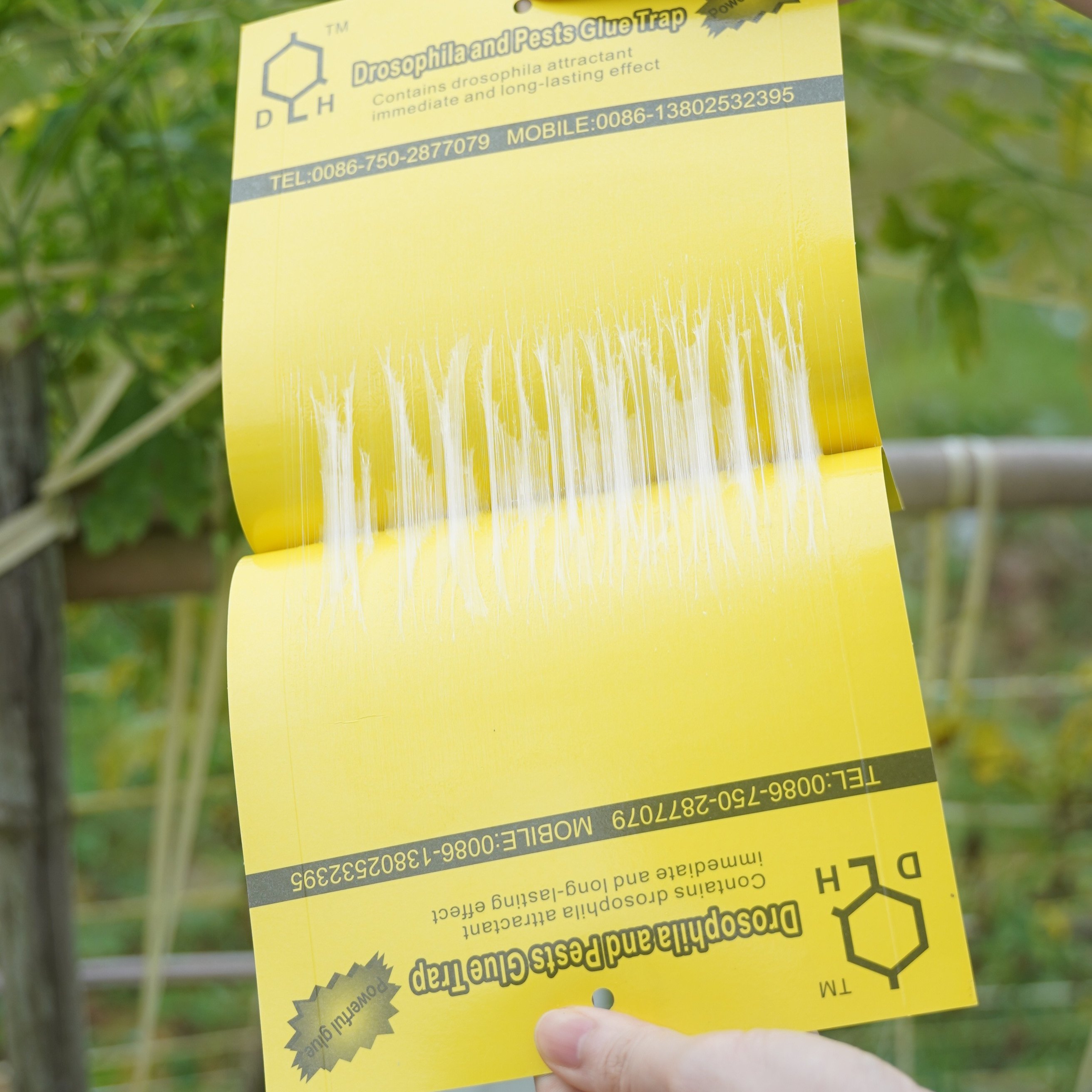 Fruit Fly Trap Yellow Sticky Trap with Holder fly trap