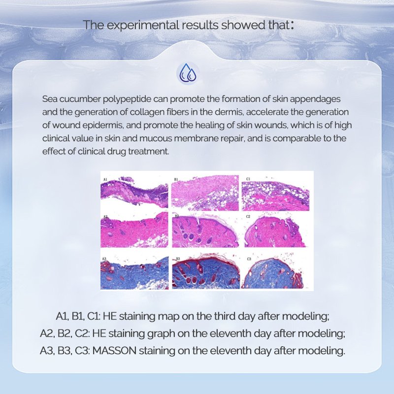Sea Cucumber Peptide liquid Soothing Moisturizing Cosmetic Raw Material for Daily Chemicals