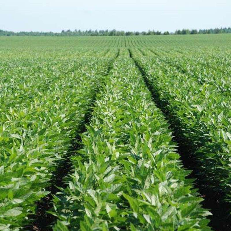 Plant Organic Fertilizer Biochar For Organic Agriculture