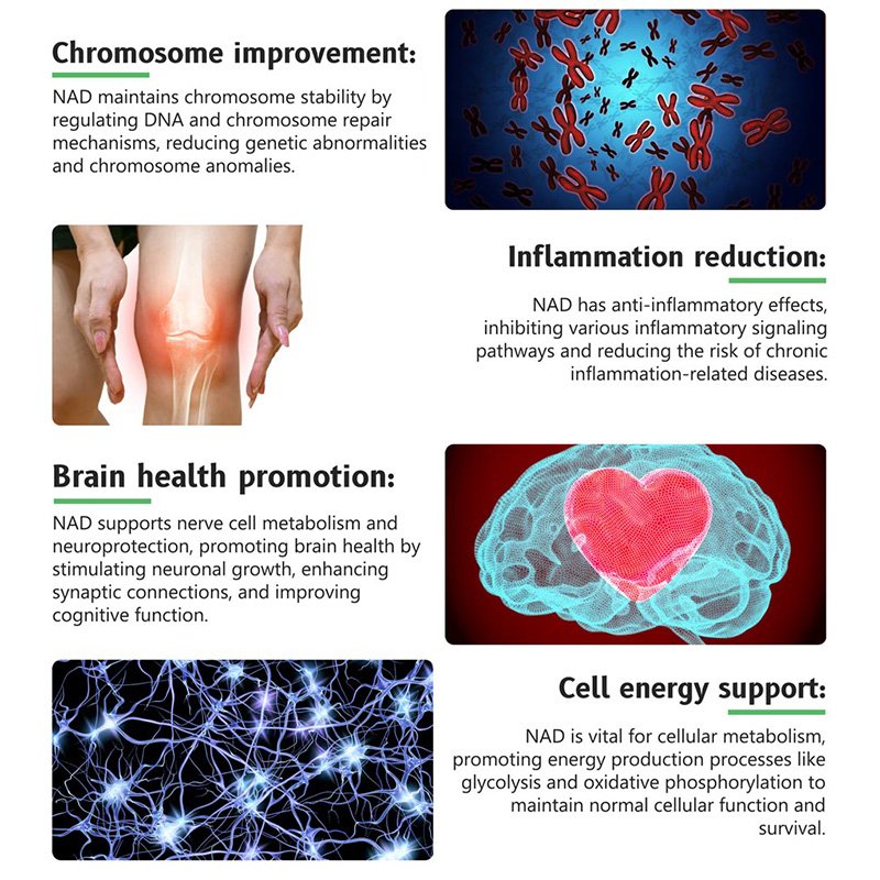 Bulk NAD + powder Nicotinamide Adenine Dinucleotide Supplement Boost metabolism Alleviate fatigue