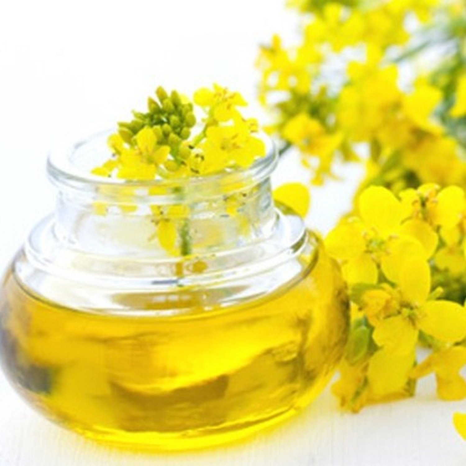 Pure Refined Canola Oil For Sale