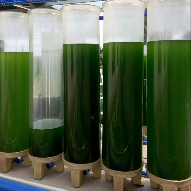 Microalgae photobioreactor tubular reactor for algae
