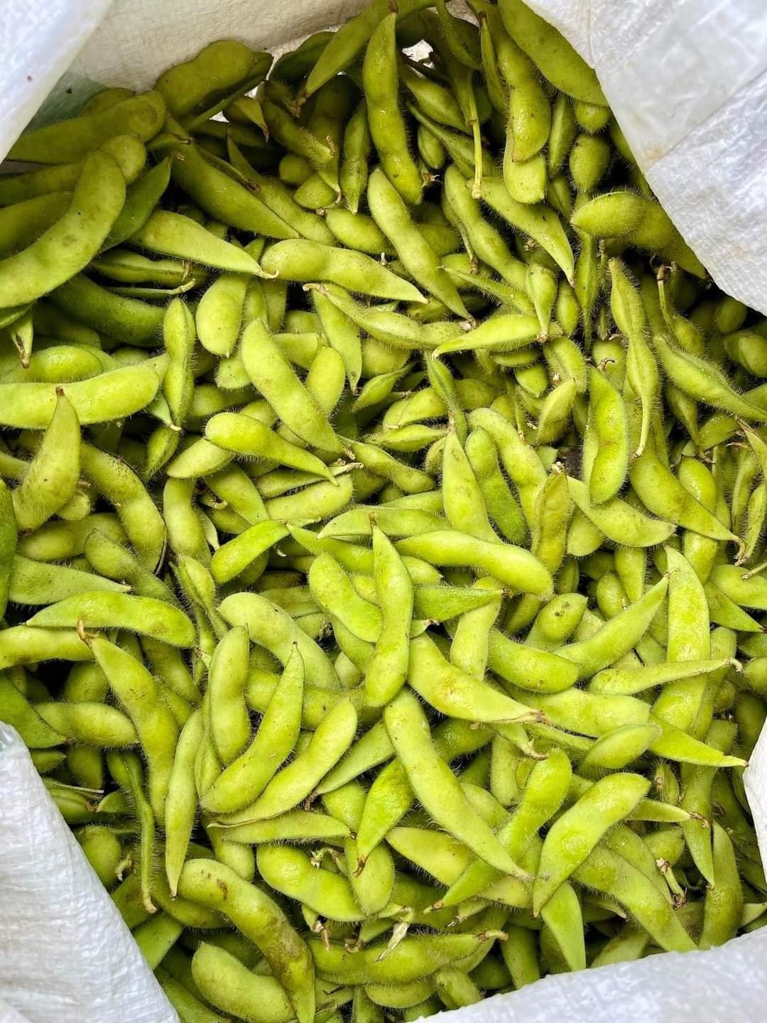 Best Selling Frozen Green Soybeans - High Quality and Best Price from Vietnam