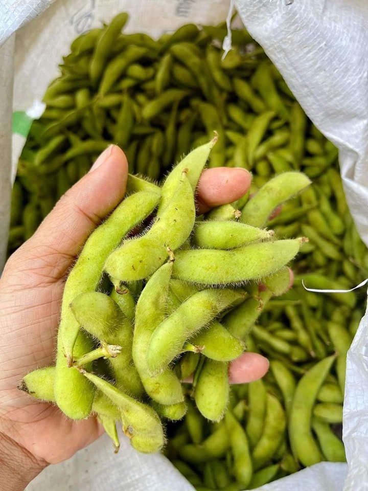 Best Selling Frozen Green Soybeans - High Quality and Best Price from Vietnam