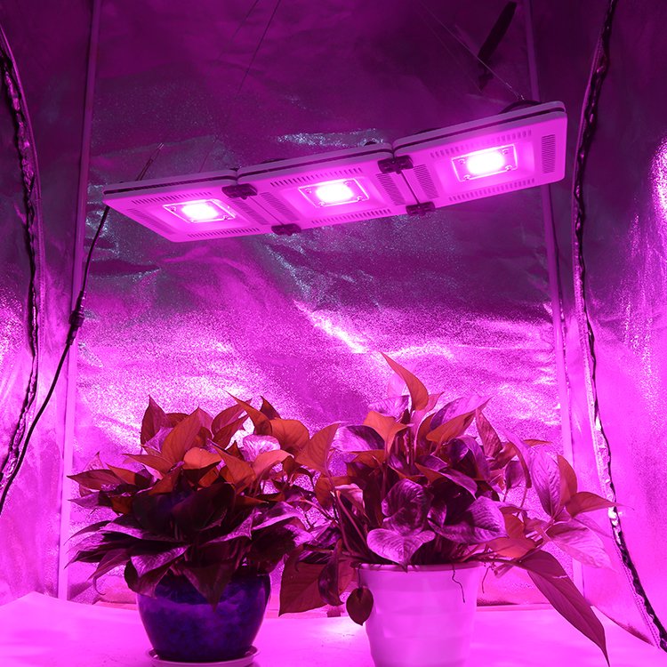 2024 Shenzhen 100*100*200cm Indoor Hydroponics Greenhouse Plant Growing complete Grow Tent