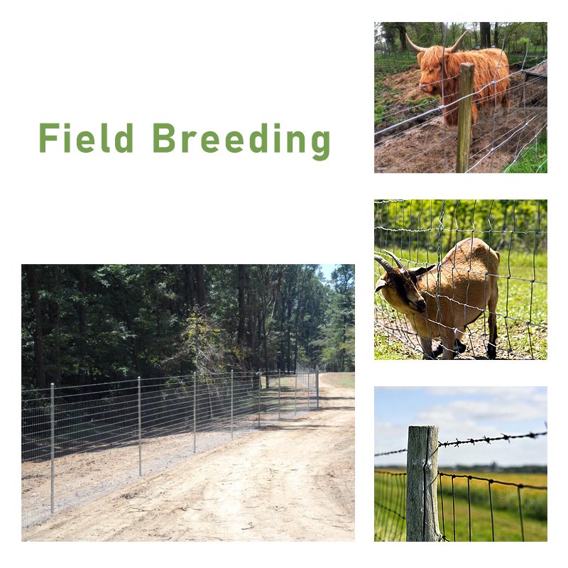 High Tensile Hot-Dipped Galvanized Steel Wire Mesh 1.0/1.2/2m Height & 50m Length for Livestock Farm Cattle Fence for Security