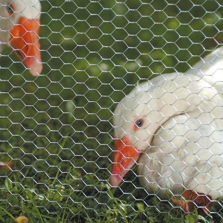 Chicken Rabbit Small Poultry Enclosure Half Inch 3Ft High hexagonal pig fence size