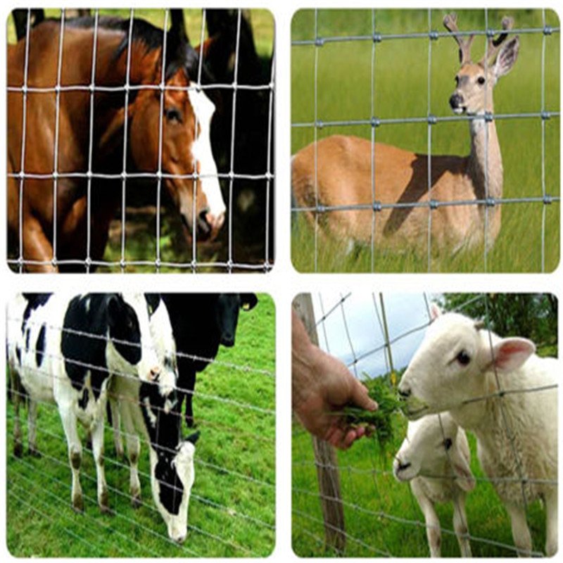 Easily Assembled Security fencing Steel wire mesh for Farm fencing poultry sheep chicken netting