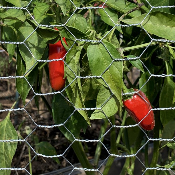 Low-priced 3/4 Inch Hexagonal Chicken Wire Netting Galvanized Steel Wire Mesh For Poultry