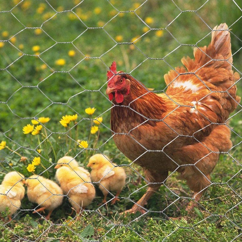 Factory Price Poultry Farm Fence Steel Wire mesh Fabric Hot Dipped Galvanized Hexagonal Chicken Wire Mesh