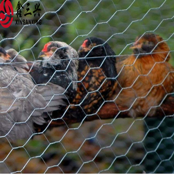 Poultry Breeding Hexagonal Weave Galvanized Iron Wire Mesh Netting Price per Roll