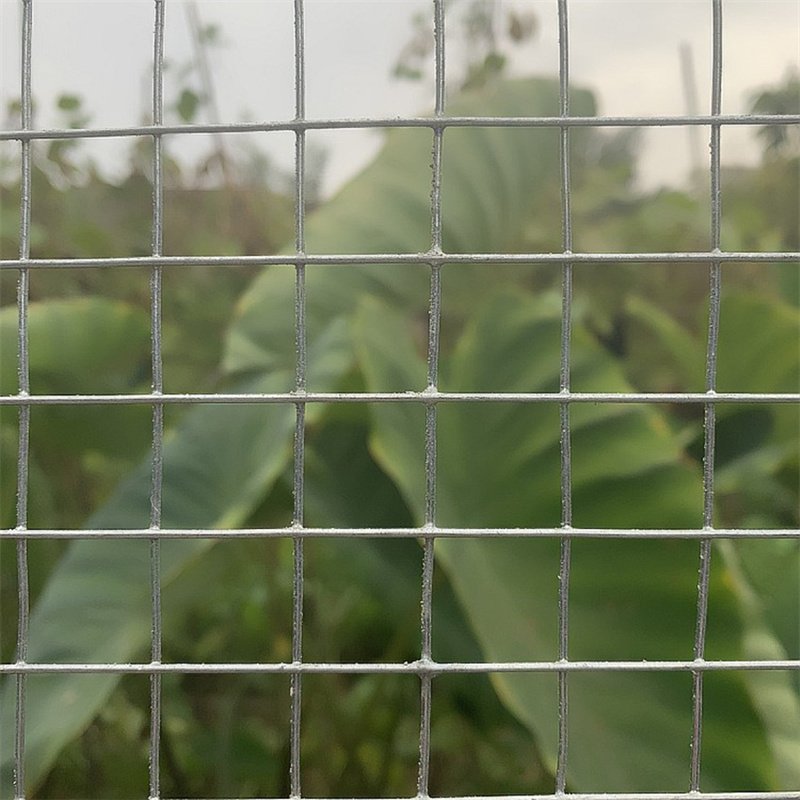 Dubai Hot sale Galvanized Wire Mesh Roll Easy to Cut and Make Straight