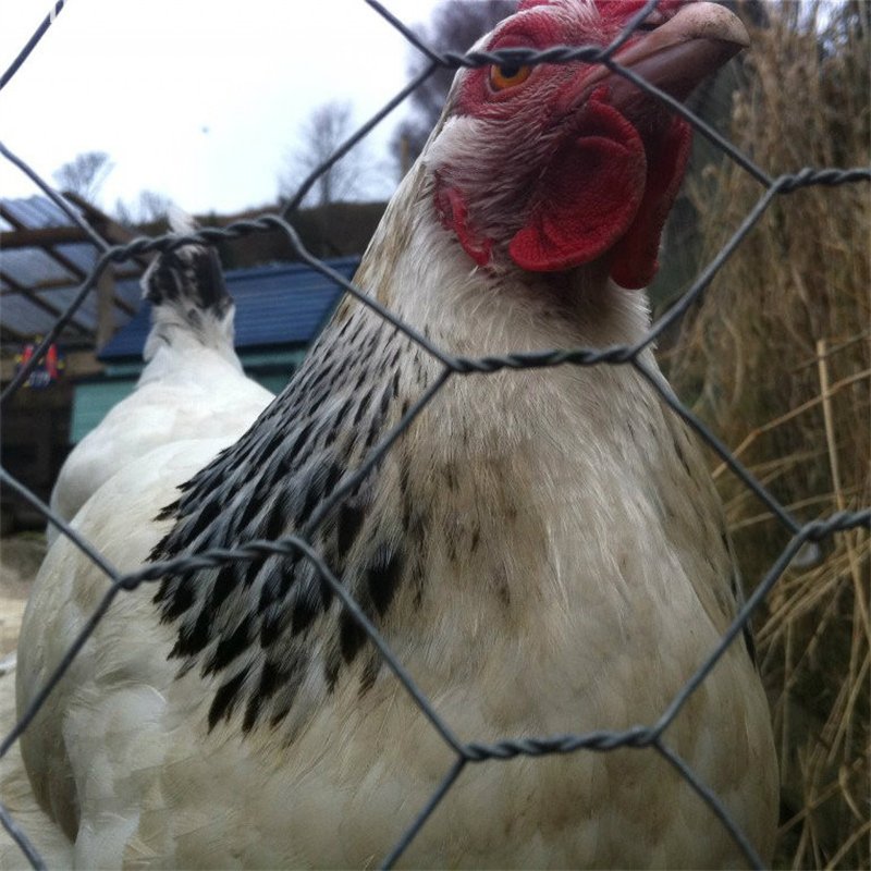 Chicken Hexagonal Wire Mesh Netting Wire Galvanized Hexagonal Fencing Wire To Protect Gardening Plant Vegetable Flower Fruits