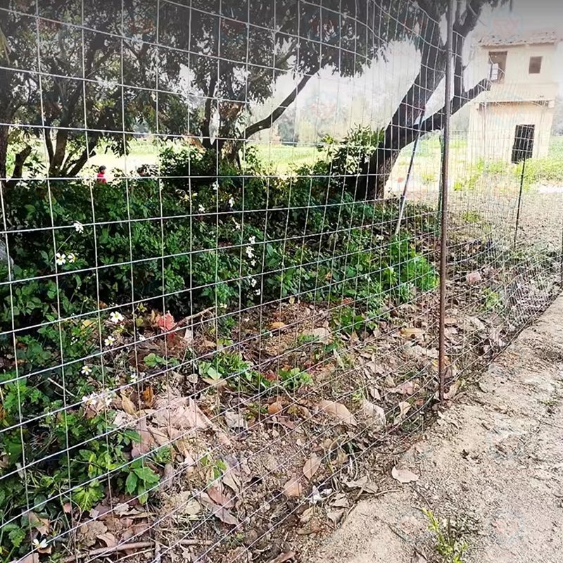 China Direct 1/4 1/2 1 inch Size Galvanised Iron Wire Mesh Welded Roll Fence with Hot Dipped Galvanized Hot Selling Product
