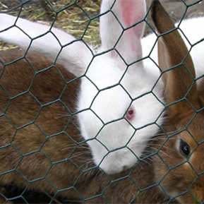 Wholesale Low Price Easily Assembled animal iron net hexagonal wire netting