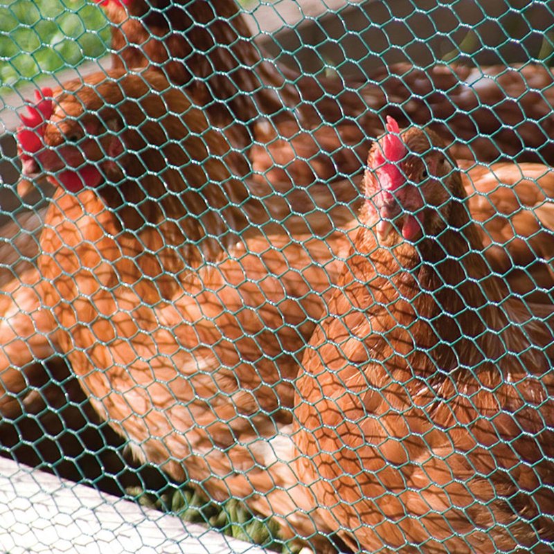 Factory Wholesale 6FT Chicken Iron Wire Mesh Galvanized Hexagonal Wire Netting