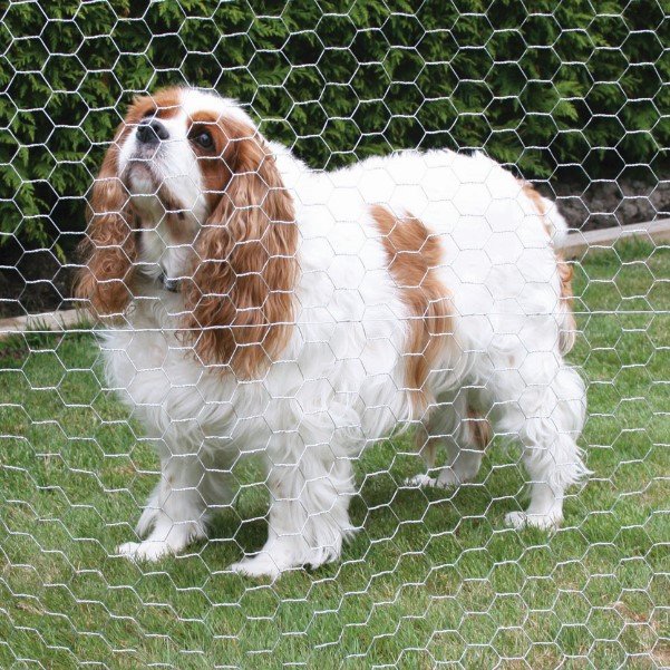 BEST Manufacturer Woven Cheap Electro galvanized Rabbit wire mesh chicken wire Hexagonal wire mesh