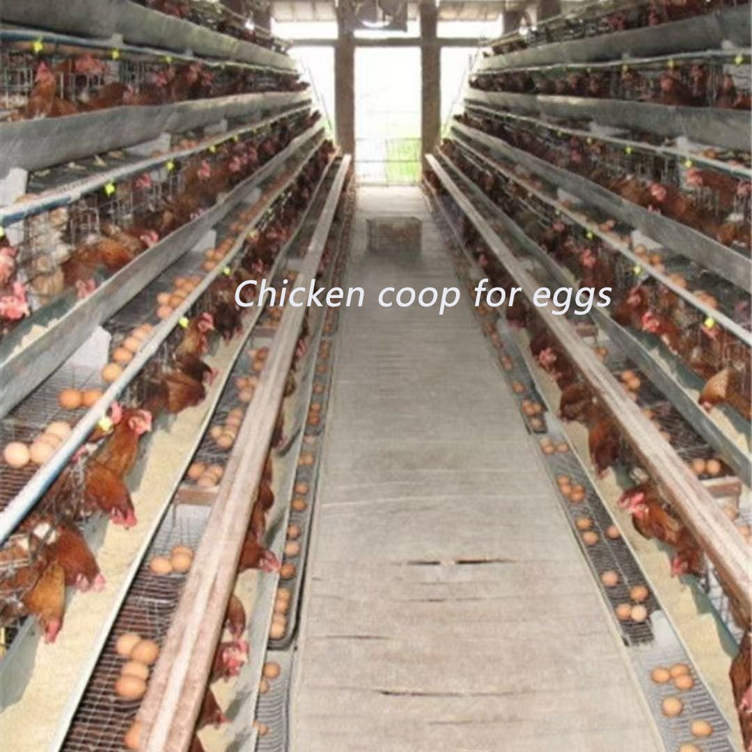 Premium Stainless Steel Chicken Breeding Net Plain Wire Mesh PVC Coating Welded Cut Bended Punched Custom Sizes Layer Breeding