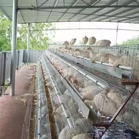 Premium Stainless Steel Chicken Breeding Net Plain Wire Mesh PVC Coating Welded Cut Bended Punched Custom Sizes Layer Breeding
