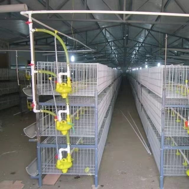 Premium Stainless Steel Chicken Breeding Net Plain Wire Mesh PVC Coating Welded Cut Bended Punched Custom Sizes Layer Breeding