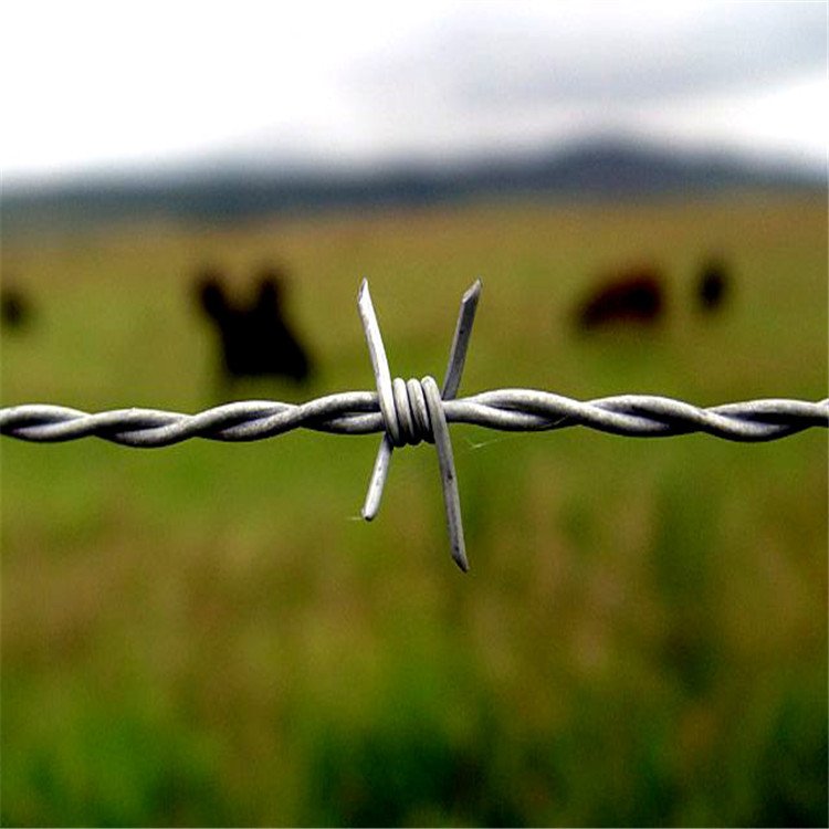 hot selling Galvanized Barbed Wire Farm mesh Fence 500m 50kg Per Roll Barb Roll Razor Wire Factory for Sale