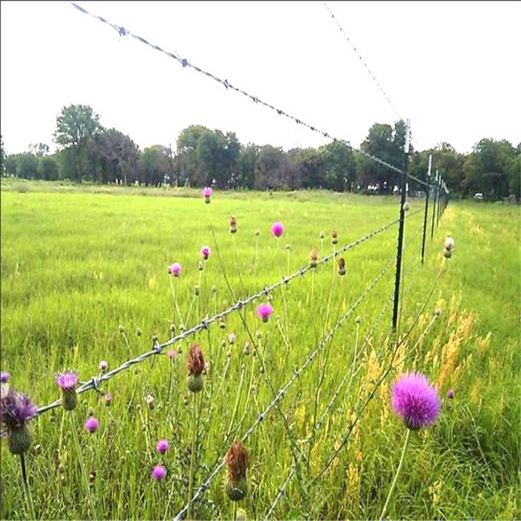 hot selling Galvanized Barbed Wire Farm mesh Fence 500m 50kg Per Roll Barb Roll Razor Wire Factory for Sale