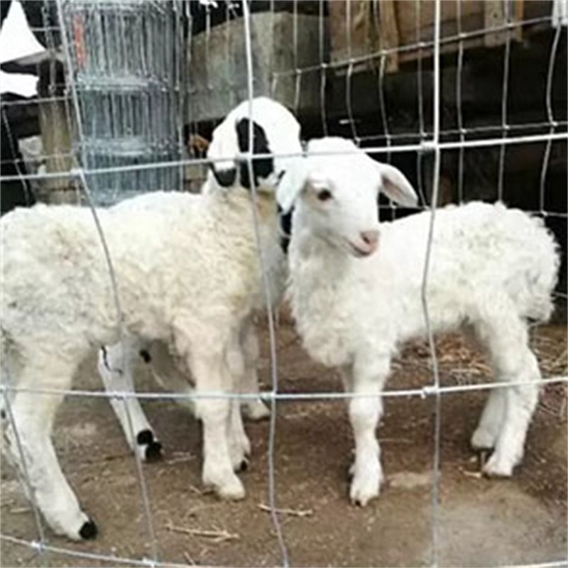 4ft 5ft 6ft 8ft Height Pasture Fence Goat Farming Grassland Cheap Field Fence