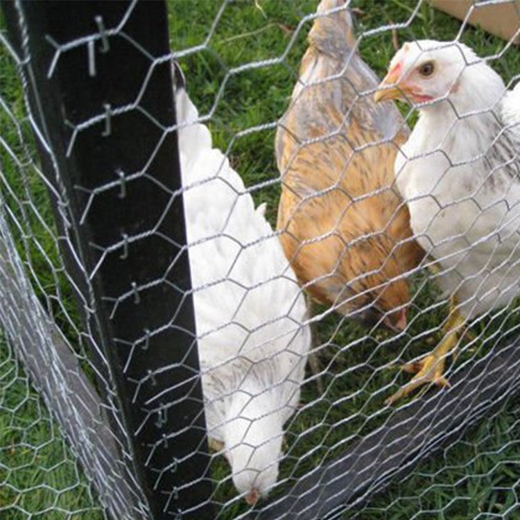 Pvc Plastic Coated Chicken Wire Mesh 3/4 Inches Wire Mesh Chicken Wire Netting