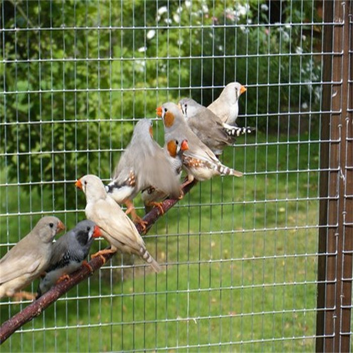 PVC Hot-Dip Galvanized iron Welded Wire Mesh BRC Concrete Reinforcing Wire Mesh Panel Rolls For Chicken Wire Fence Bird Cage Mes