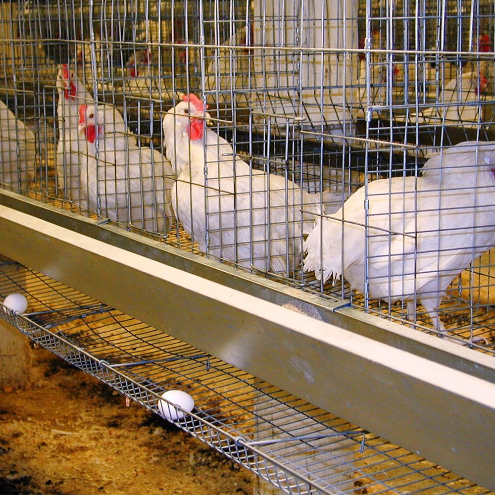 Galvanized Iron Wire Mesh Chicken Farm Poultry Cages Welded Wire Mesh Battery Cage for Layer Chickens Steel Wire Mesh