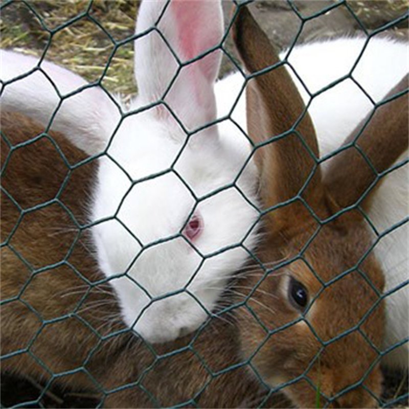 PVC Coated Chicken Wire Mesh Hexagonal Netting For Chicken Fencing