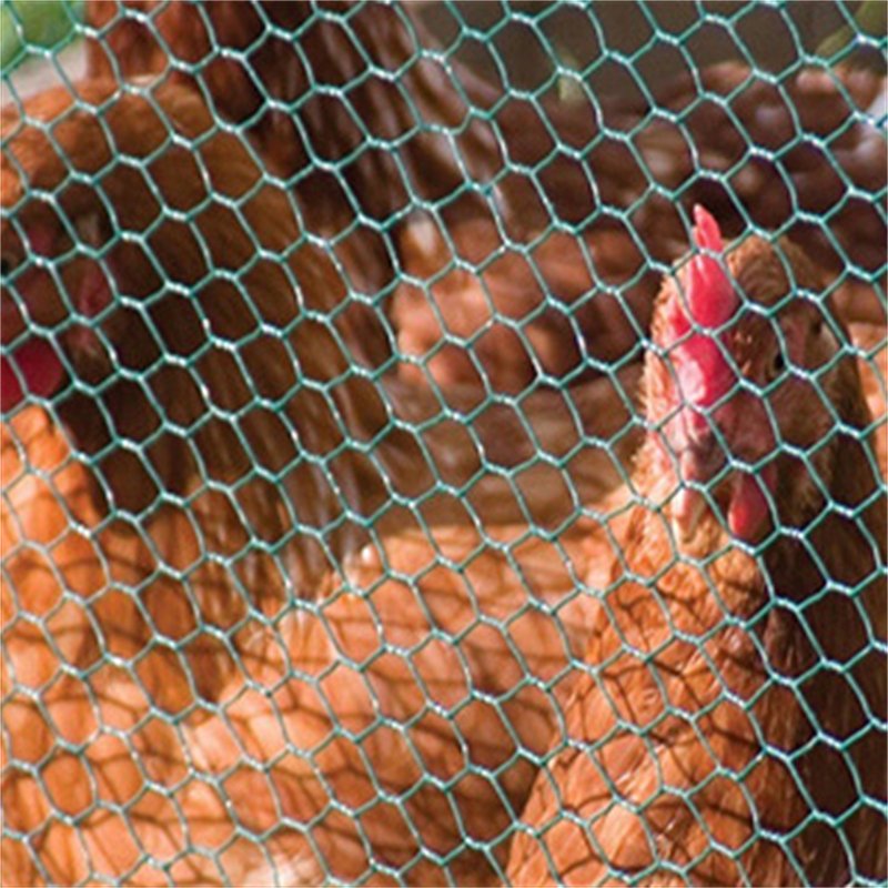 PVC Coated Chicken Wire Mesh Hexagonal Netting For Chicken Fencing