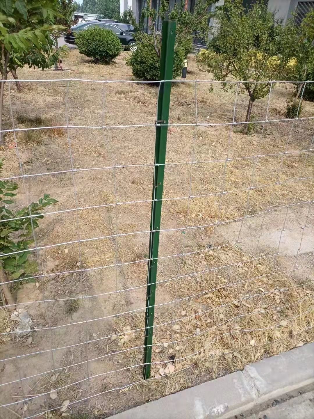 Hot selling galvanized welded wire mesh 5 foot cattle and sheep fence stainless steel welded wire mesh