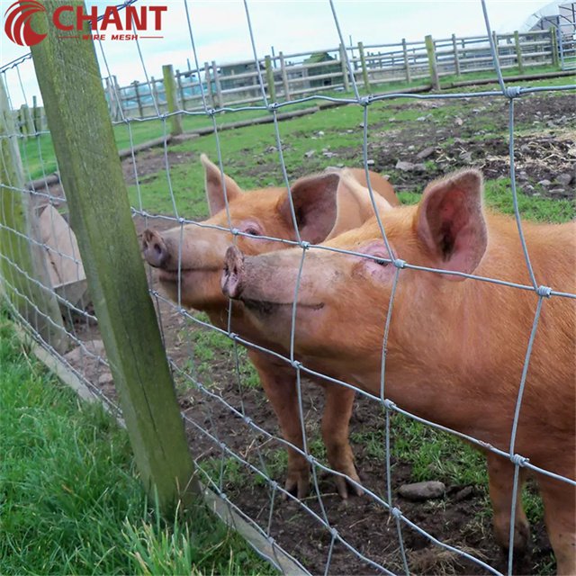 Customized 1.8m 2m High Galvanized Steel Wire Mesh for Cattle Farm Deer Fencing & Field Fence for Sheep/Goat Management