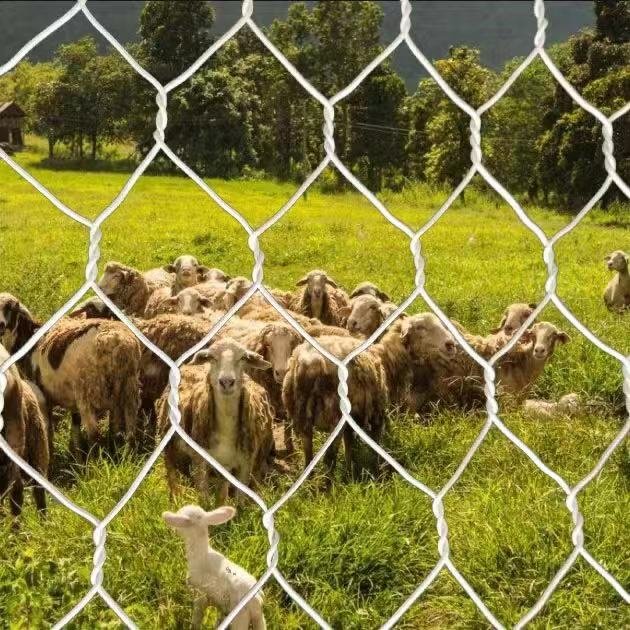 hexagonal wire mesh screen for chicken