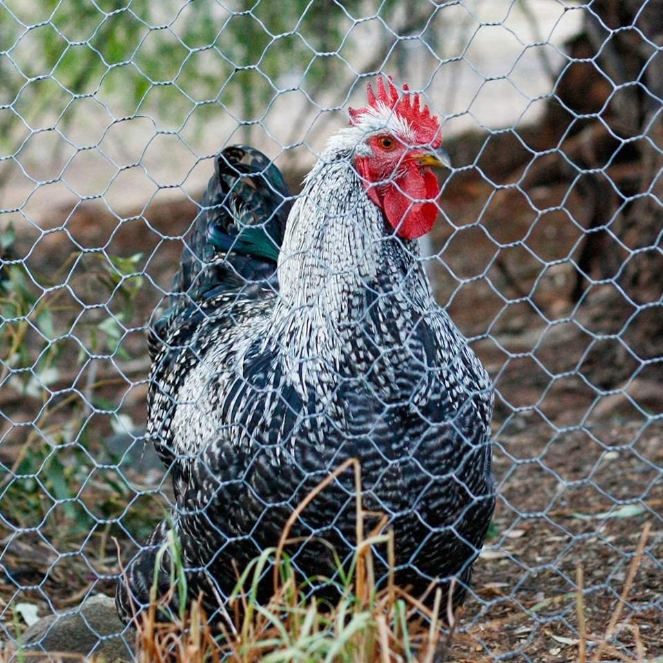 Direct Factory Galvanized Steel Hexagonal Wire Mesh Fence for Animal Protection