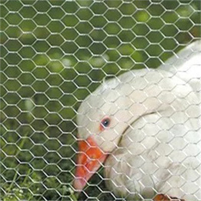 Galvanized /pvc Coated Hexagonal Wire Mesh Chicken Fence For Poultry Farm Mesh Net