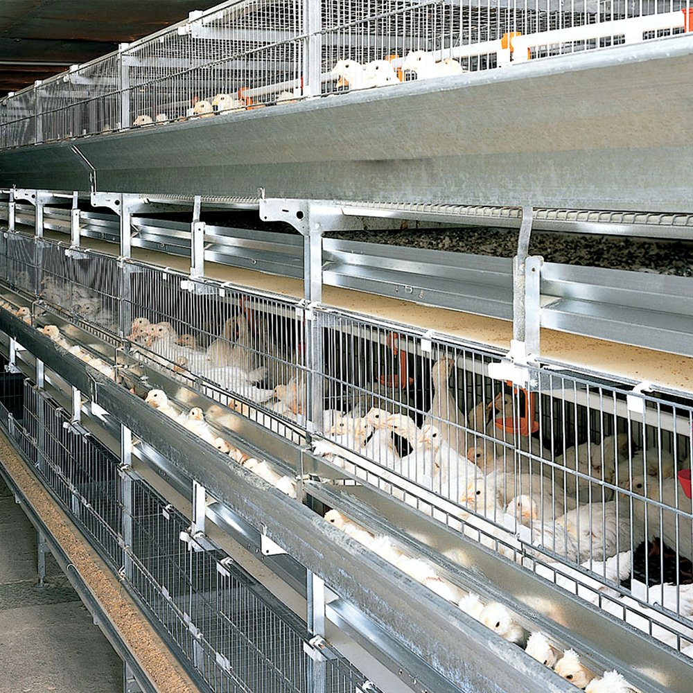 Factory-Priced Chicken Farm Automatic Layer Cage Poultry Farm Welded Iron Wire Mesh Cage Galvanized Steel Wire Mesh Competitive