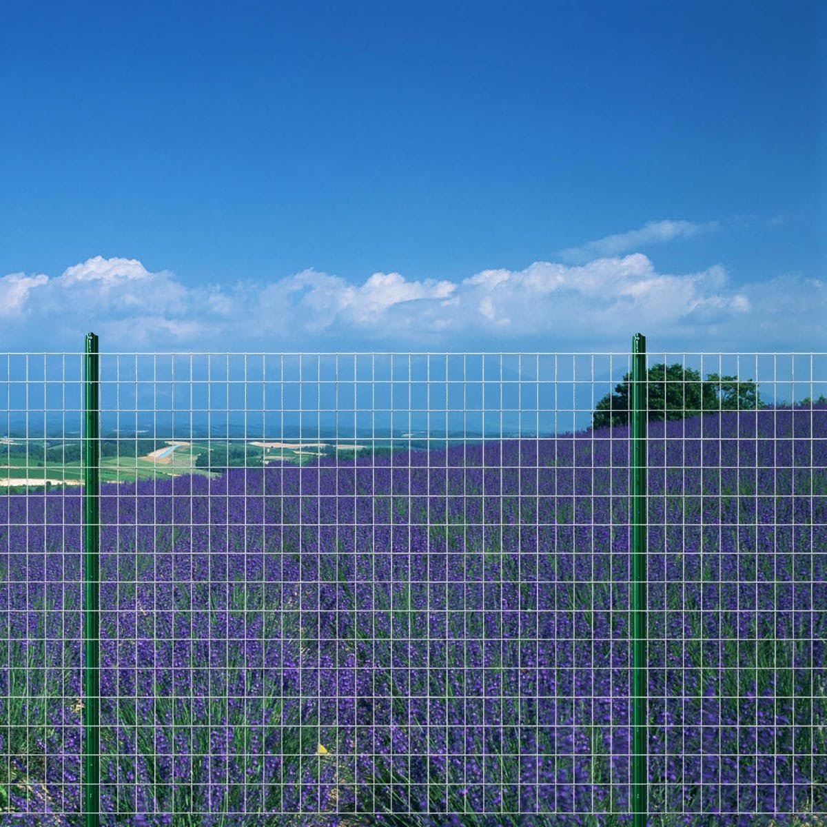 Hot Dip Galvanized 3/8 & 5/8 Gauge Electro Galvanized Plain Weave Square Hole Welded Mesh Rolls for Farm Fence & Bird Cage