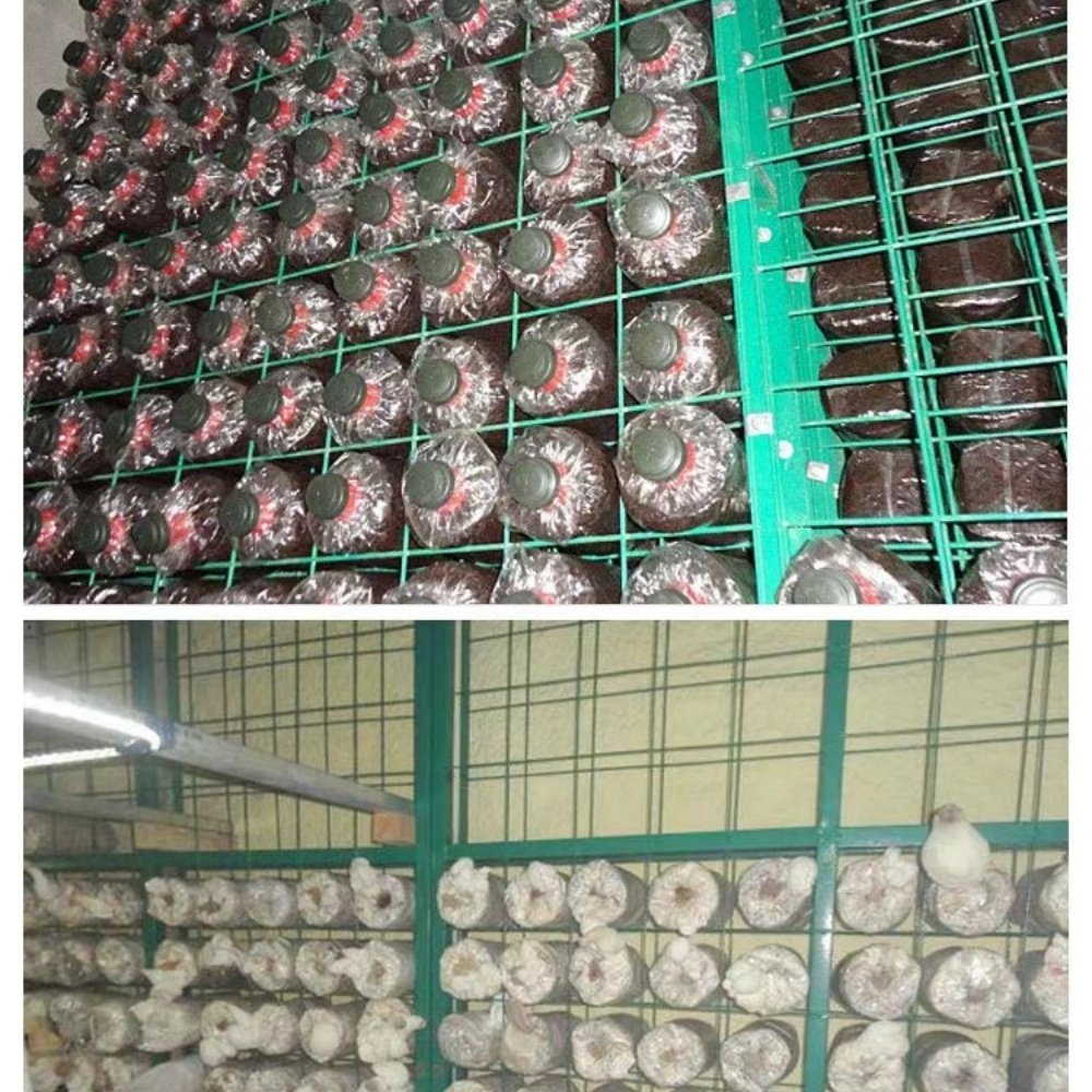 White Impregnated PVC Welded Wire Mesh Panel Steel Mesh with Spray Plastic Durable and Corrosion Resistant