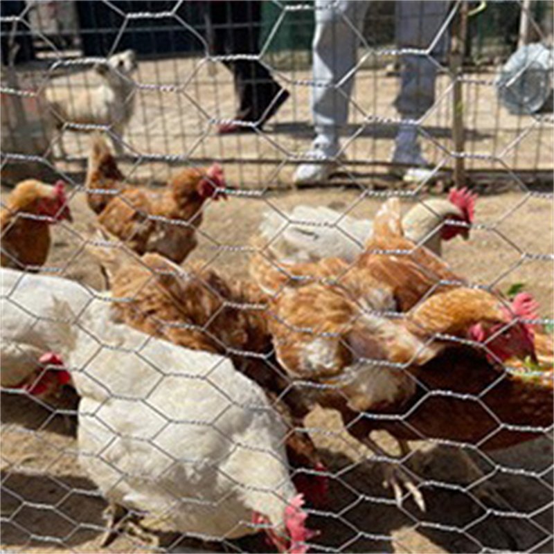 Hexagonal Coop Customized Iron Double Steel Net Mes Garden Size Hexagonal Galvanized pvc Mesh