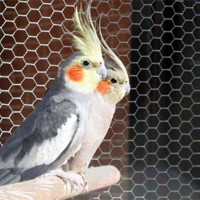 Customized Size Poultry Wire Netting Hexagonal Galvanized Mesh Garden Fence Barrier for Pet hexagonal wire netting