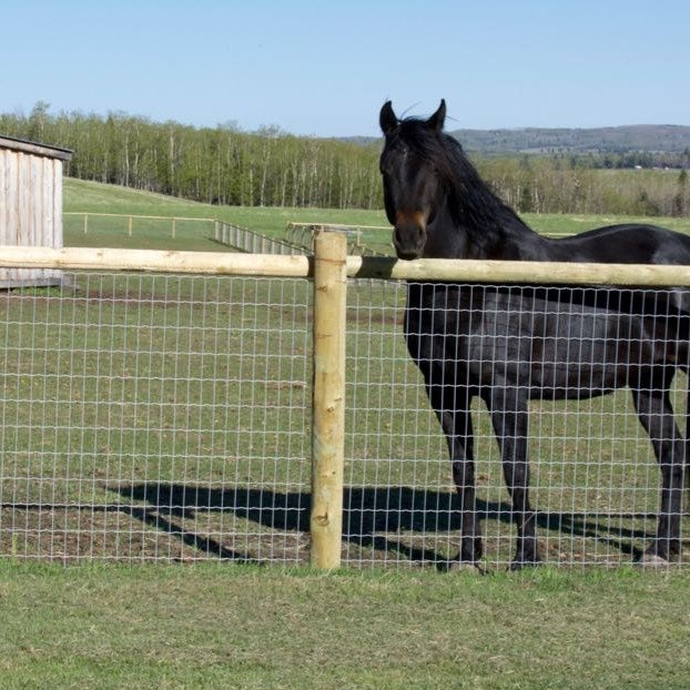 wire mesh fencing for horse woven field fencing