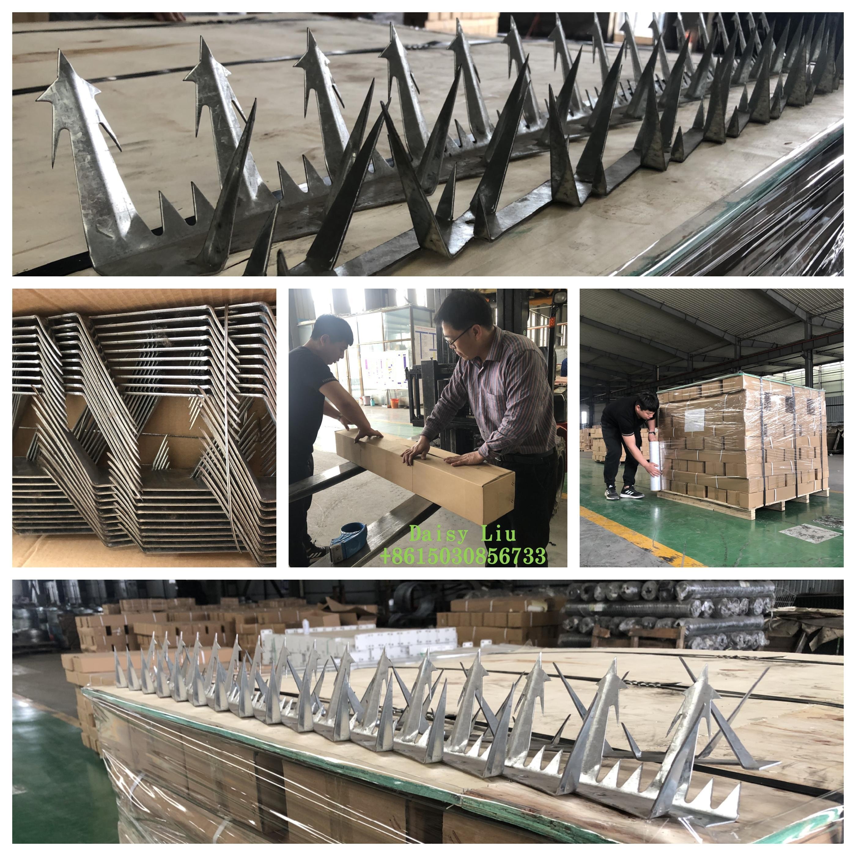 wholesale factory product 1.25M Anti climbing wall spikes/security wall spikes razor barbed wire